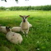 lambs in paddock (8)