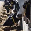 rumen acidosis Analysis Services